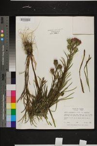 Liatris squarrosa image