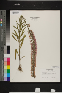 Liatris gracilis image