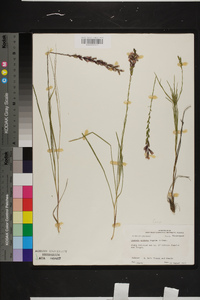 Liatris acidota image