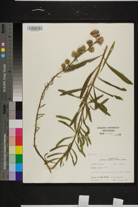 Liatris aspera image