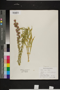 Liatris aspera image