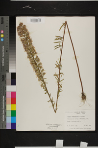 Liatris elegans image