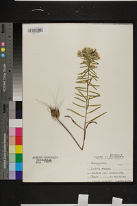 Liatris elegans image