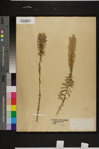 Liatris elegans var. kralii image