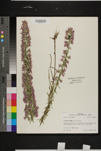 Liatris elegans image