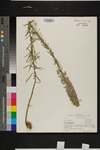 Liatris elegans image