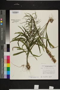 Liatris pilosa image