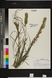 Liatris pycnostachya var. pycnostachya image