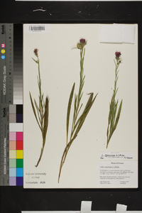 Liatris squarrosa image