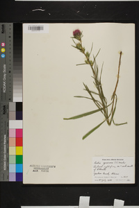 Liatris squarrosa image