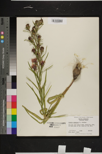 Liatris squarrosa image