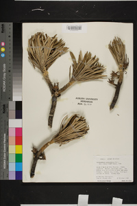 Lychnophora salicifolia image