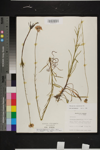 Marshallia graminifolia subsp. tenuifolia image