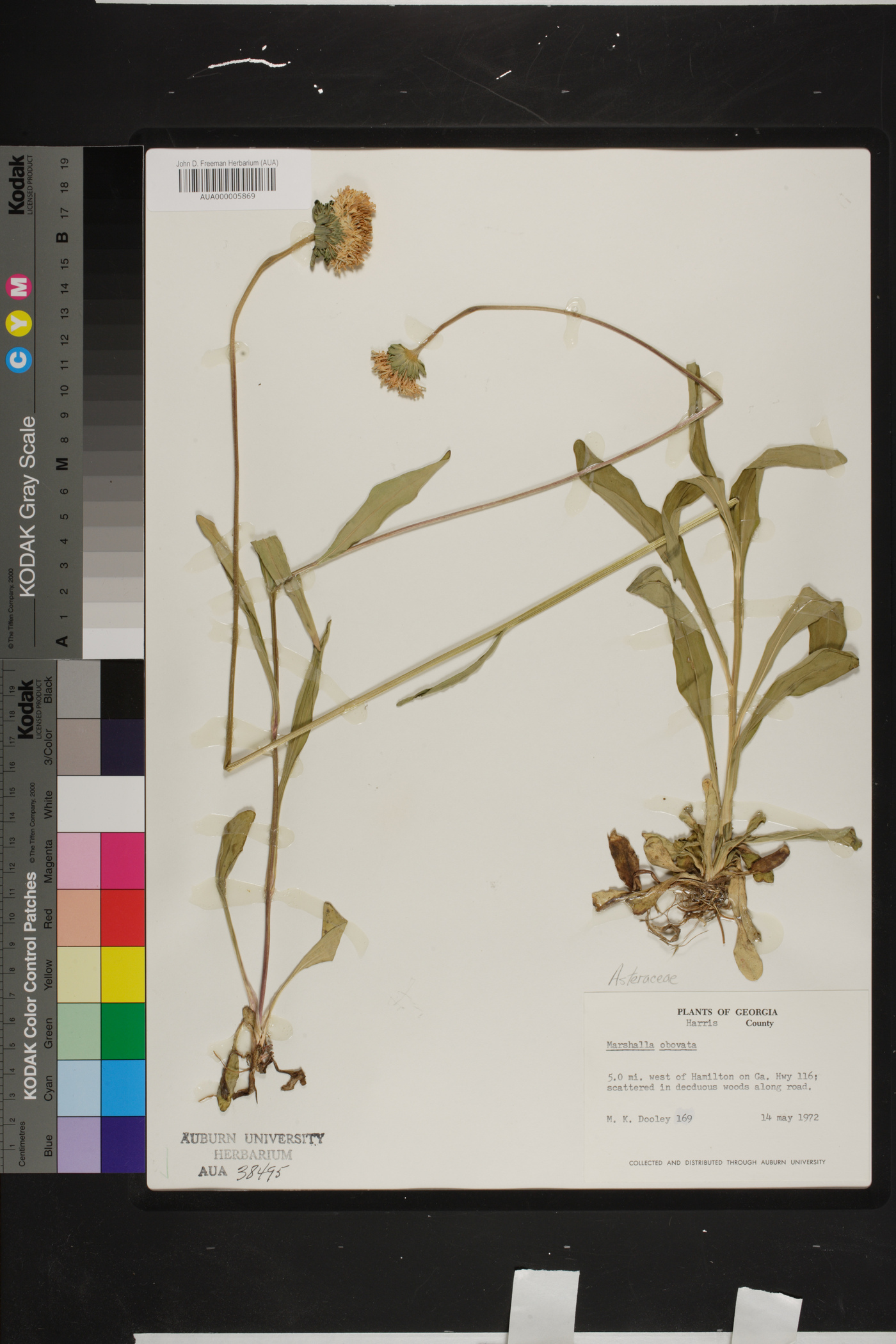 Marshallia obovata image