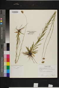 Marshallia graminifolia subsp. tenuifolia image