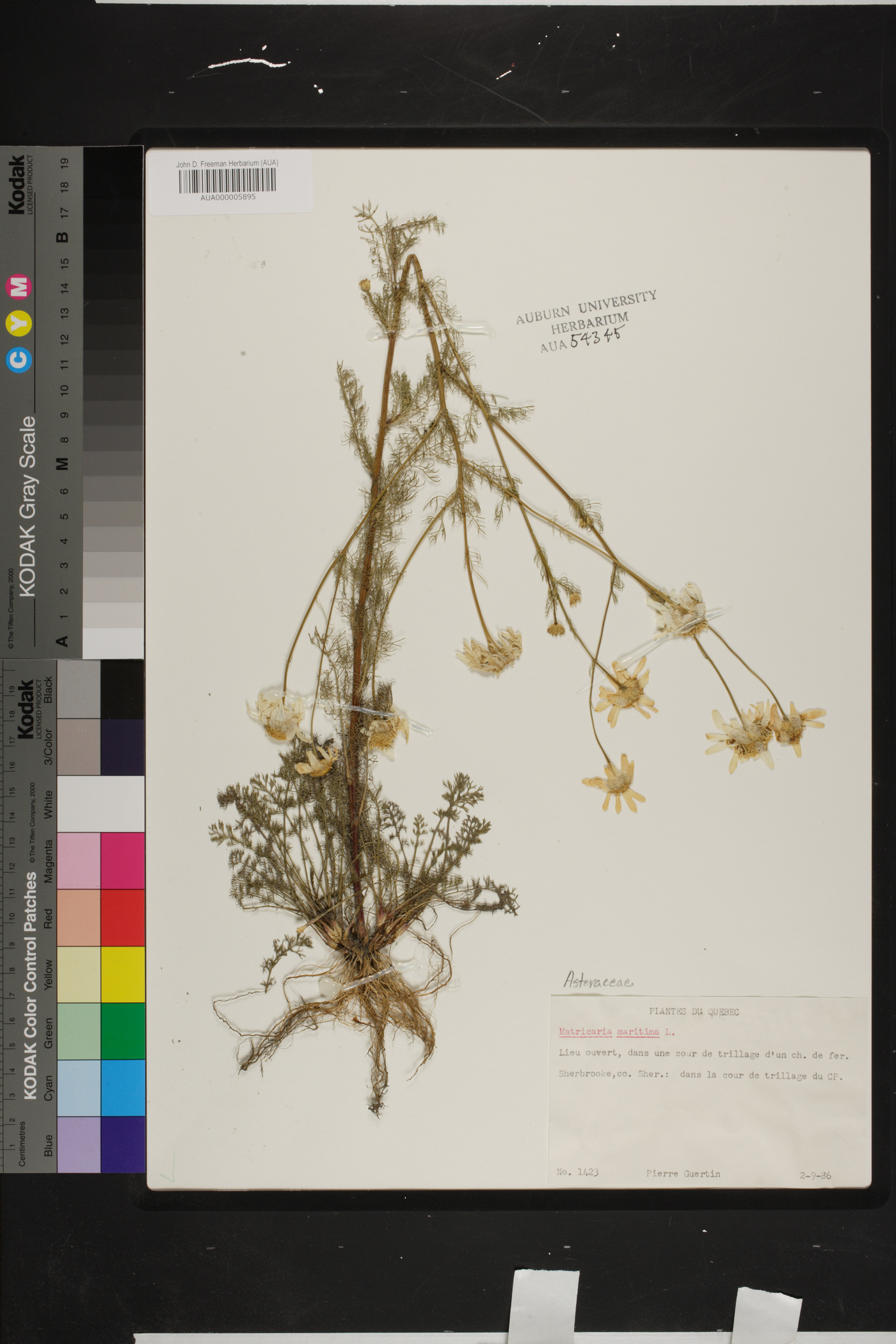 Tripleurospermum maritimum subsp. maritimum image