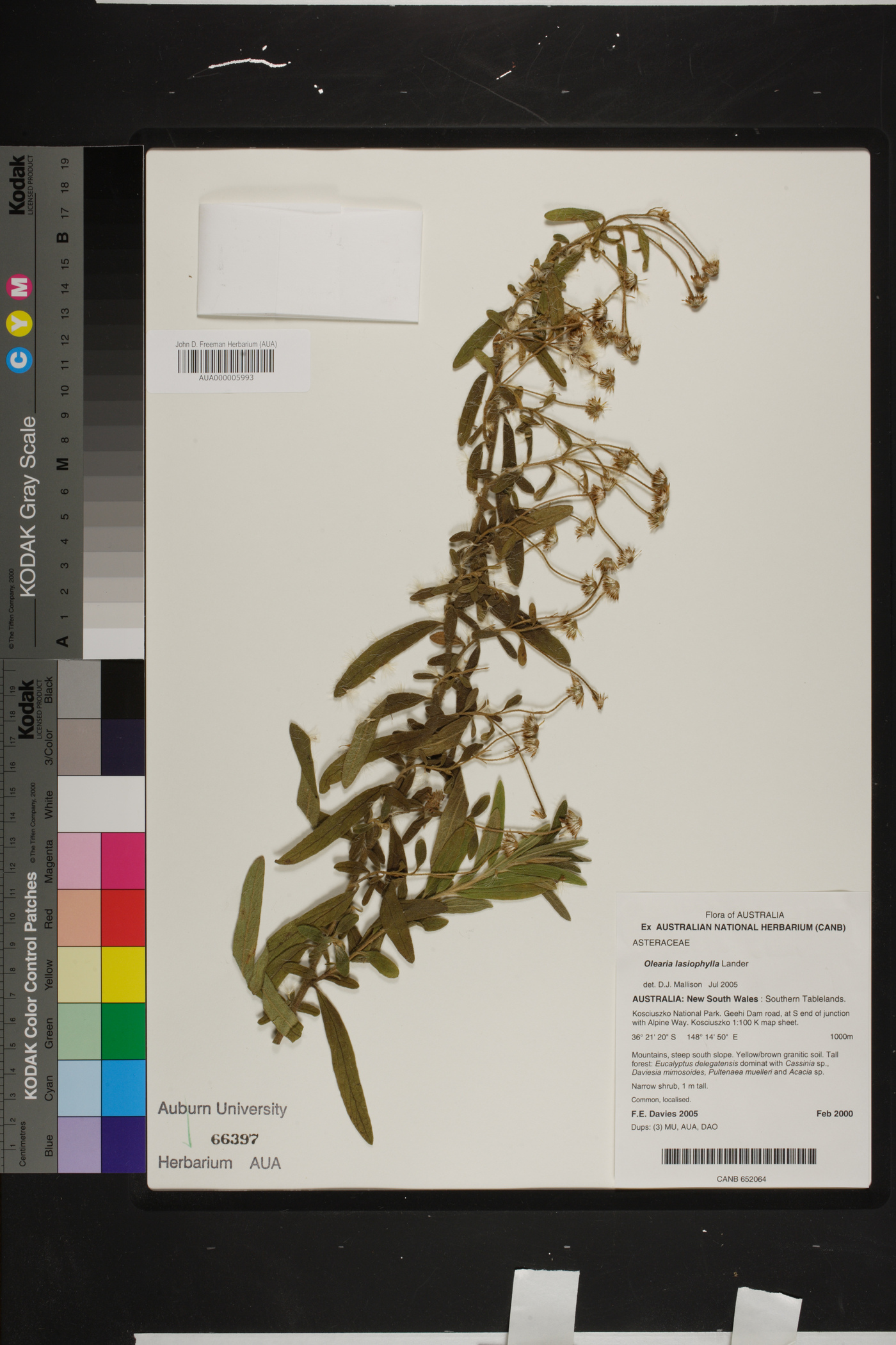 Olearia lasiophylla image