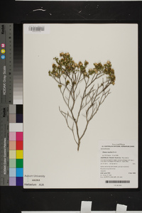 Olearia muelleri image