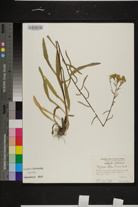 Solidago nitida image