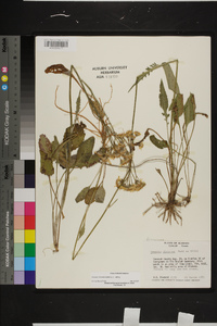 Packera tomentosa image