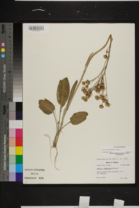 Packera tomentosa image