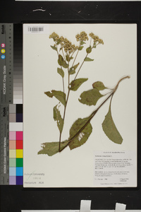 Parthenium integrifolium image