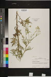 Parthenium hysterophorus image