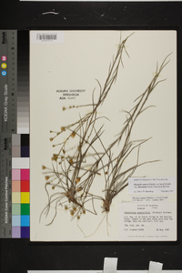 Pityopsis aspera var. adenolepis image