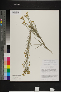 Pityopsis aspera var. adenolepis image
