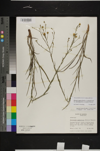 Pityopsis aspera var. adenolepis image