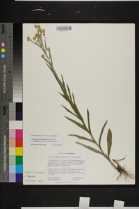 Pityopsis graminifolia var. latifolia image