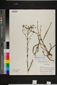 Pityopsis aspera var. adenolepis image