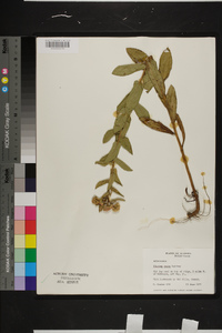 Pluchea baccharis image