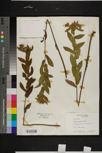 Pluchea baccharis image