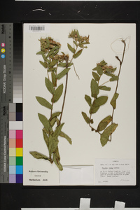 Pluchea baccharis image