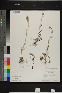 Image of Helichrysum luteoalbum