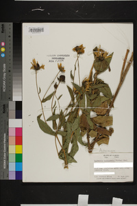 Rudbeckia auriculata image