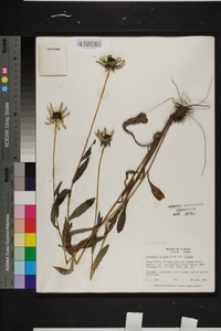 Rudbeckia fulgida image