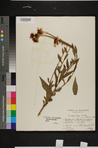 Rudbeckia fulgida image