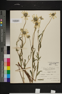 Rudbeckia hirta var. pulcherrima image