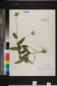 Rudbeckia hirta var. pulcherrima image