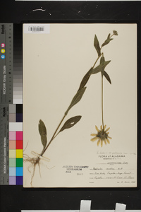 Rudbeckia hirta var. pulcherrima image