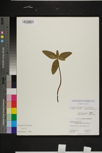 Trillium pusillum var. virginianum image
