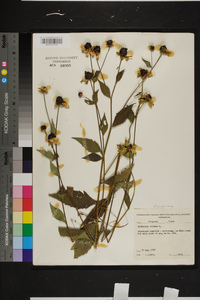 Rudbeckia triloba image