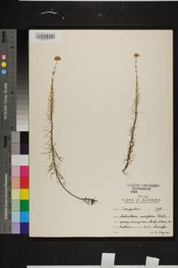 Sclerolepis uniflora image