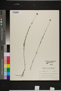 Sclerolepis uniflora image