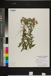 Sericocarpus tortifolius image