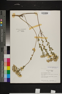 Sericocarpus tortifolius image