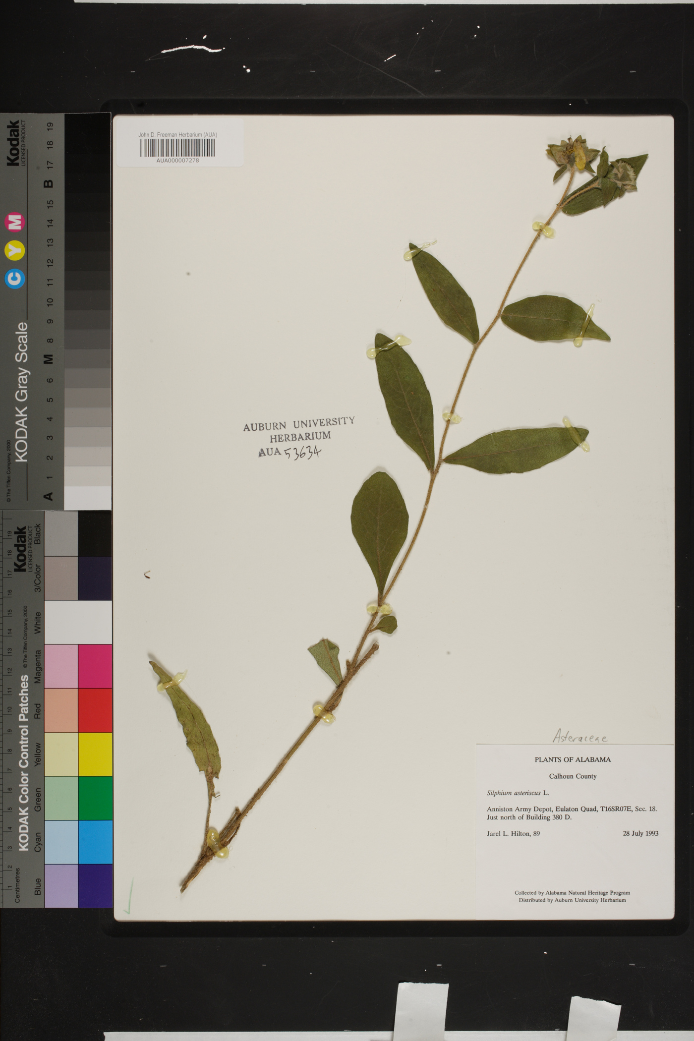 Silphium asteriscus var. scabrum image