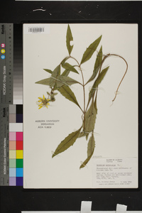 Silphium asteriscus image